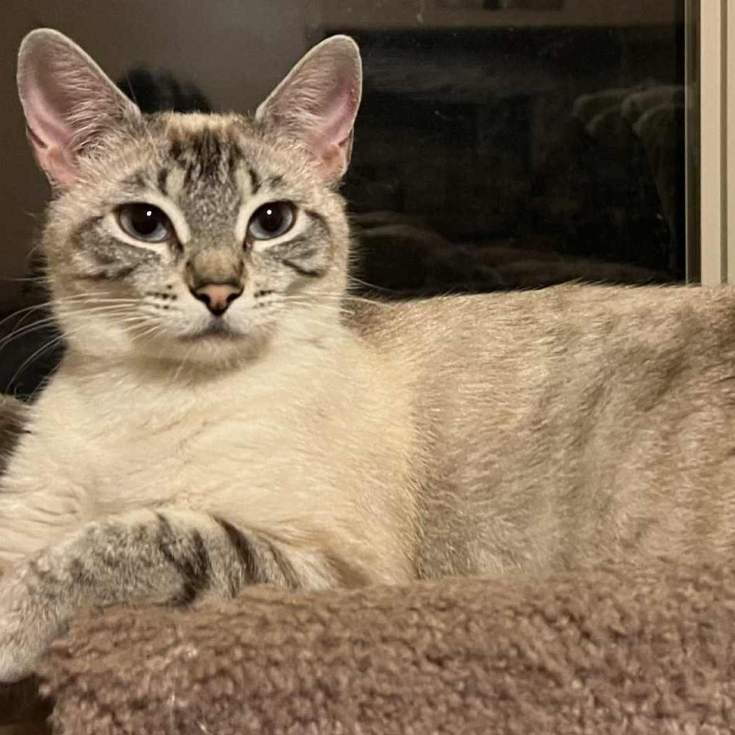 Gracelyn, an adoptable Siamese in Eureka, CA, 95503 | Photo Image 1