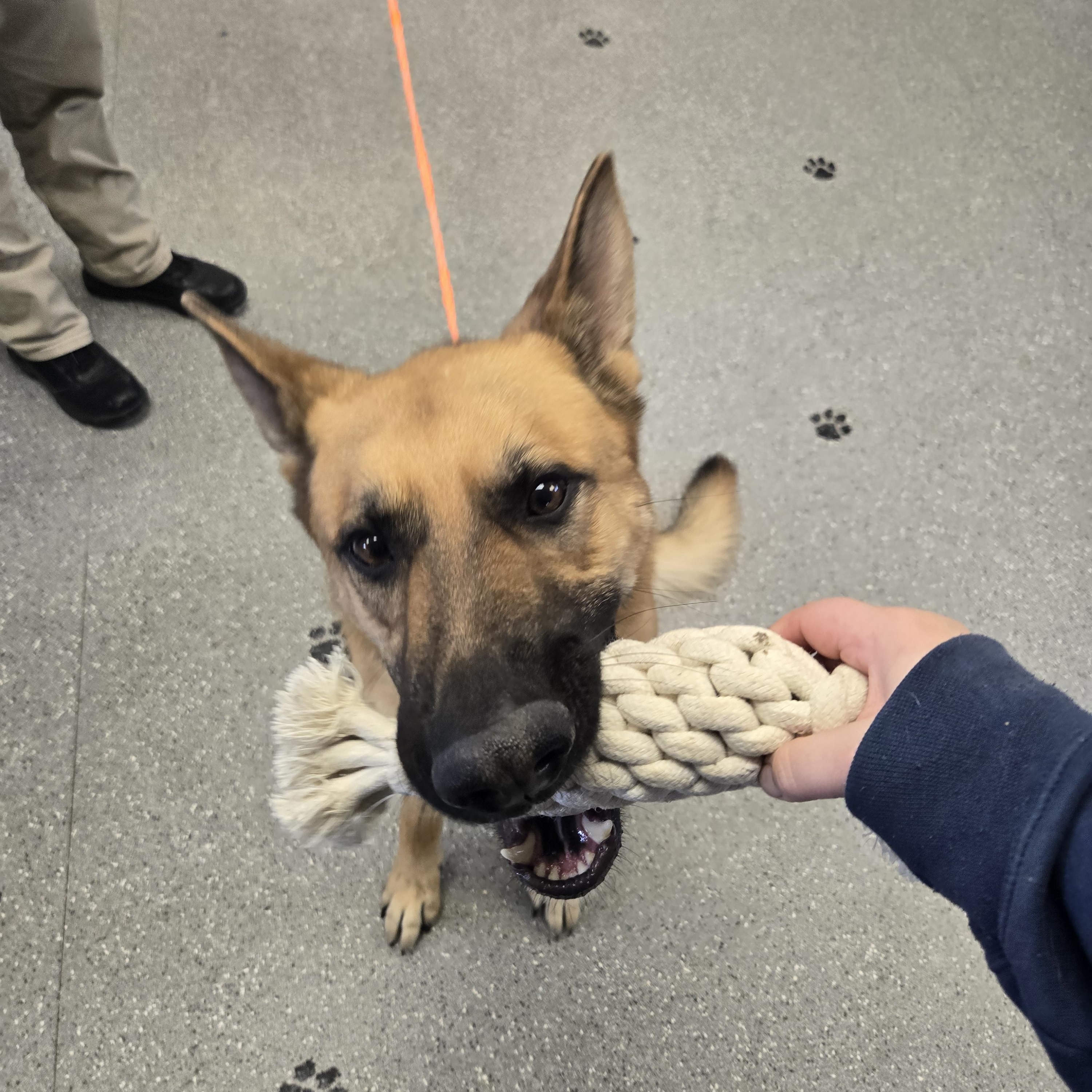 Enlarge Rownan, a ADOPTABLE German Shepherd Dog in Watertown, NY image 2/2