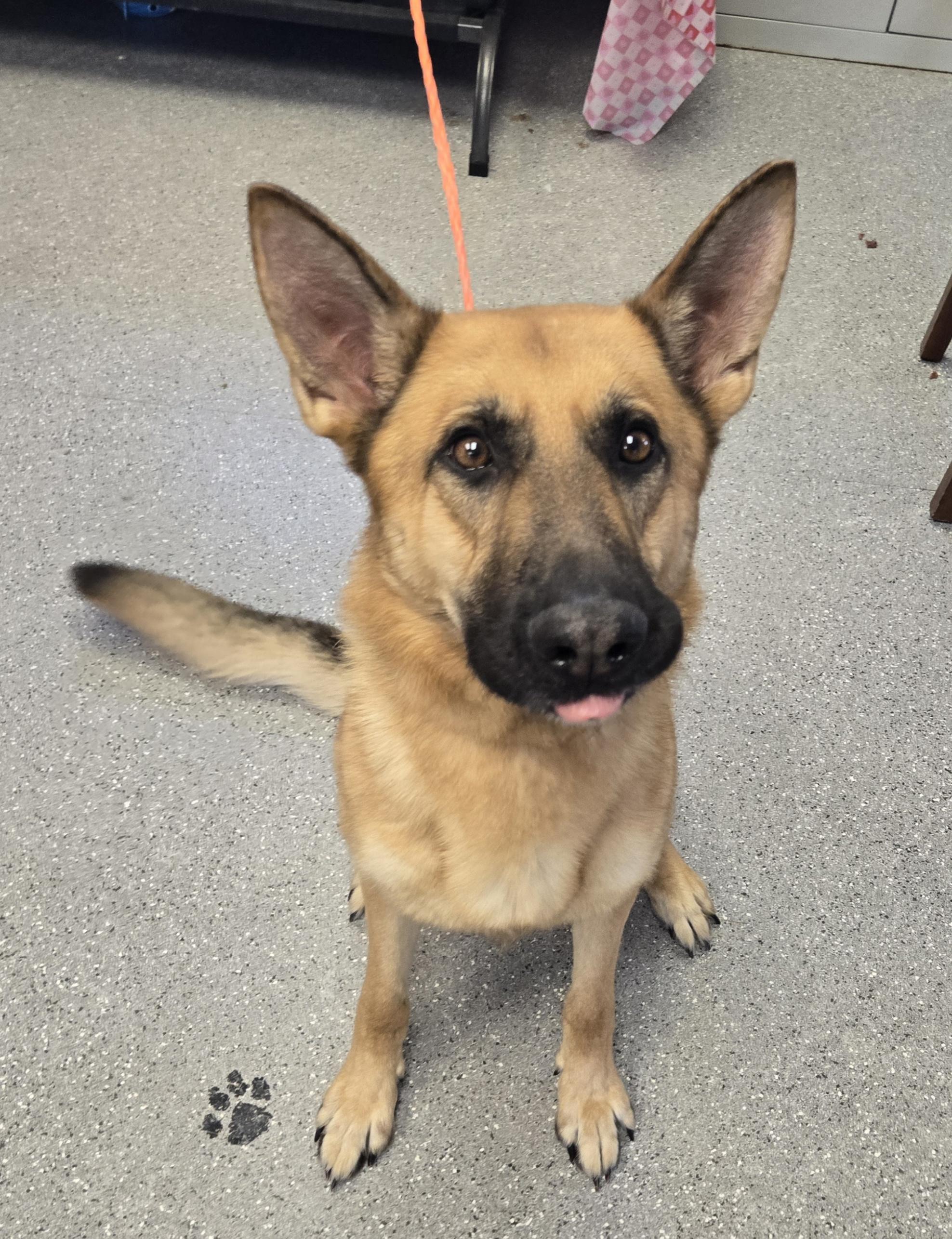 Rownan, ADOPTABLE, Adult Male German Shepherd Dog.