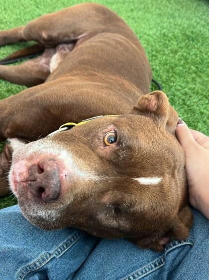 S/C Joy, Adoptable, Senior Male Labrador Retriever & Mixed Breed.