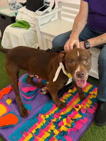 Enlarge S/C Joy, a Adoptable mixed breed in North Miami Beach, FL image 1/3