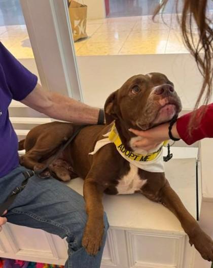 Enlarge S/C Joy, a Adoptable mixed breed in North Miami Beach, FL image 3/3