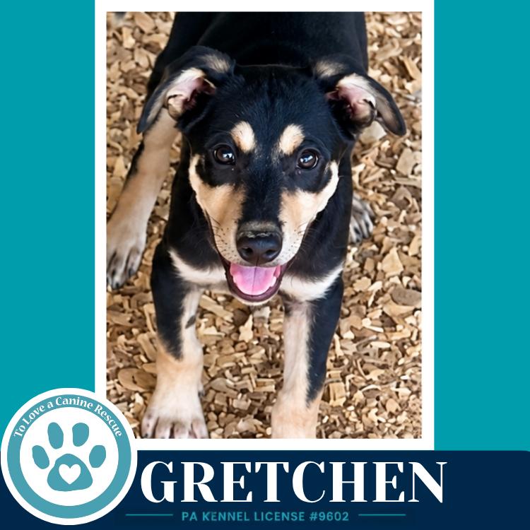 Gretchen (Prost Pups) 100326 photo