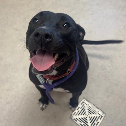 Theodore, Adoptable, Adult Male Pit Bull Terrier & Mixed Breed.