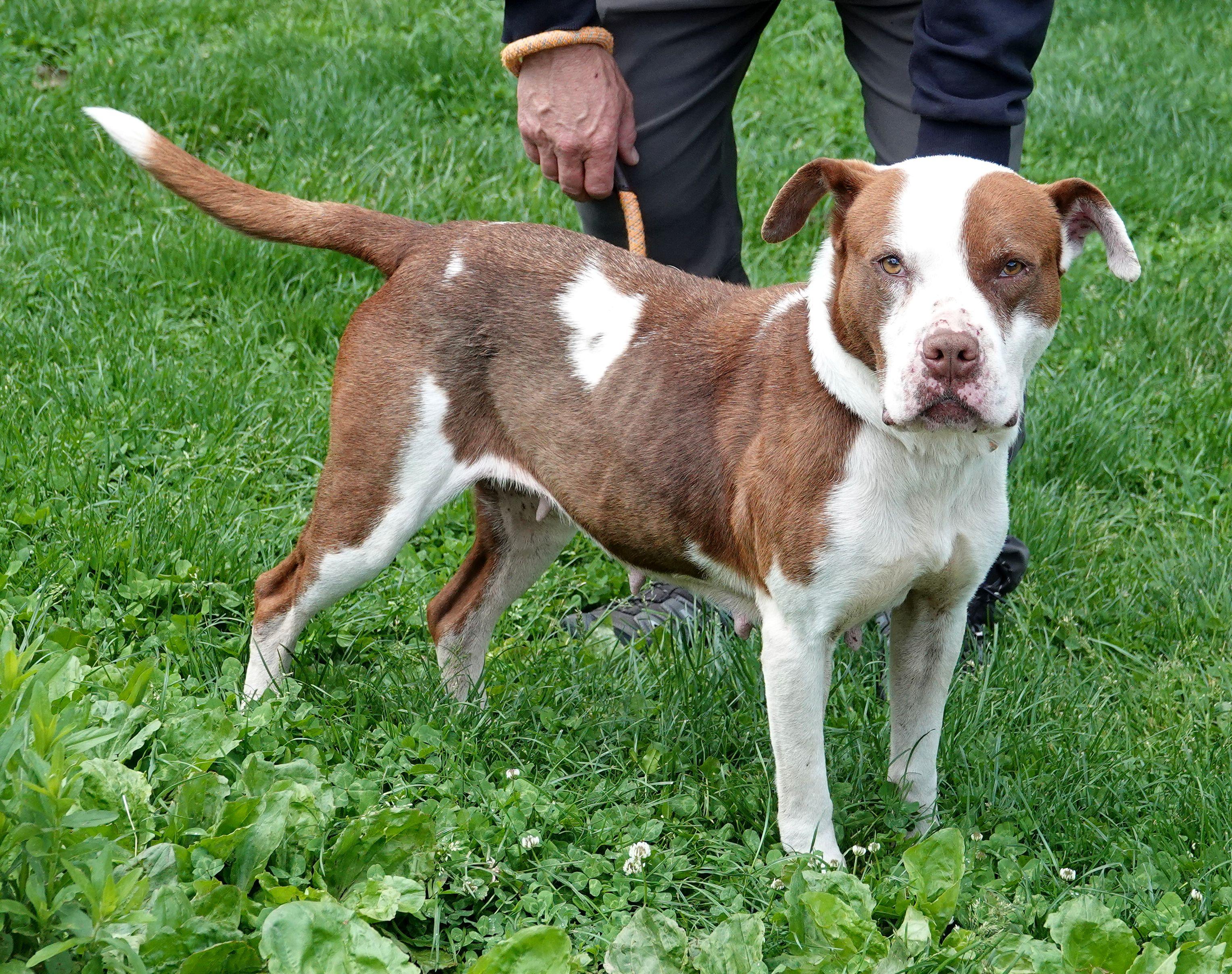 Brownie, a ADOPTABLE American Staffordshire Terrier in Millfield, OH image 2/3