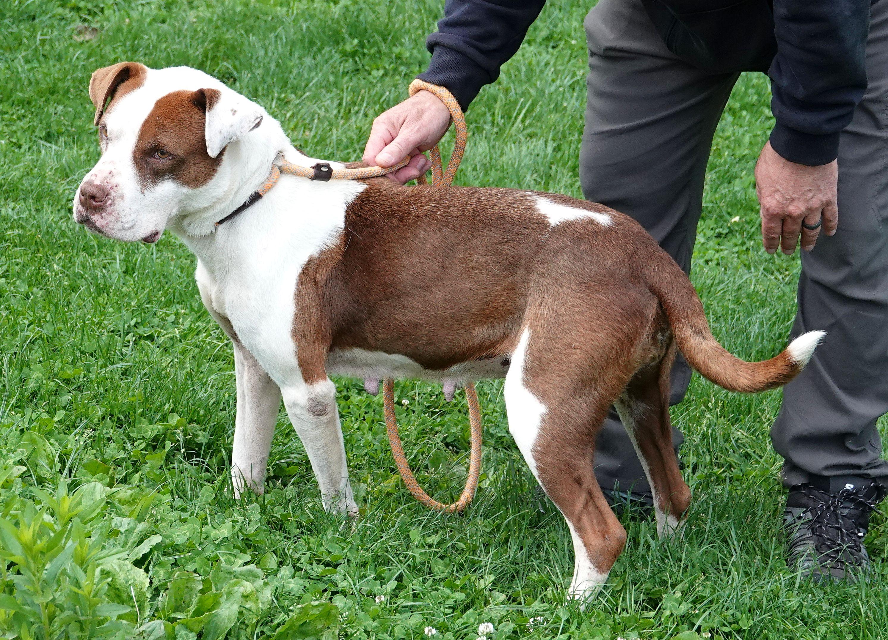 Brownie, a ADOPTABLE American Staffordshire Terrier in Millfield, OH image 3/3