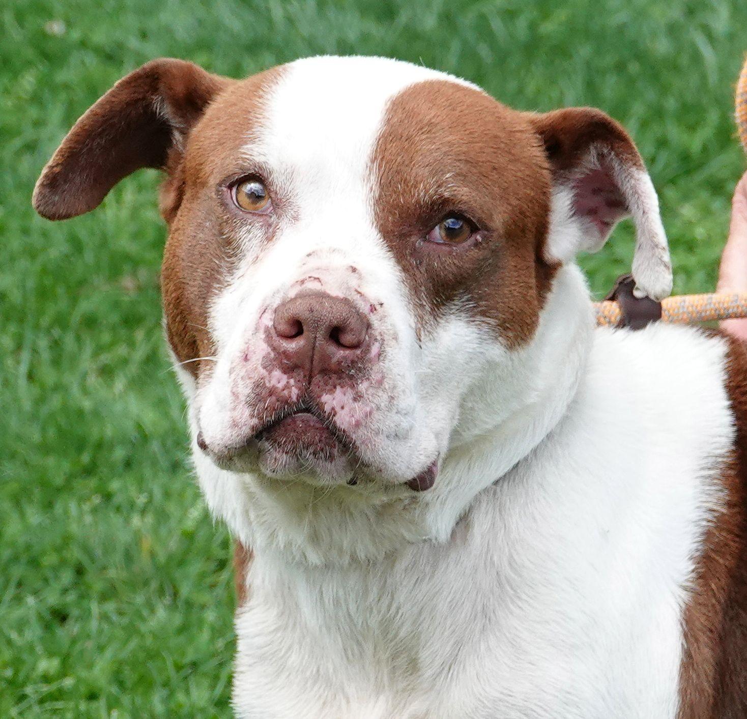 Brownie, a ADOPTABLE American Staffordshire Terrier in Millfield, OH image 1/3
