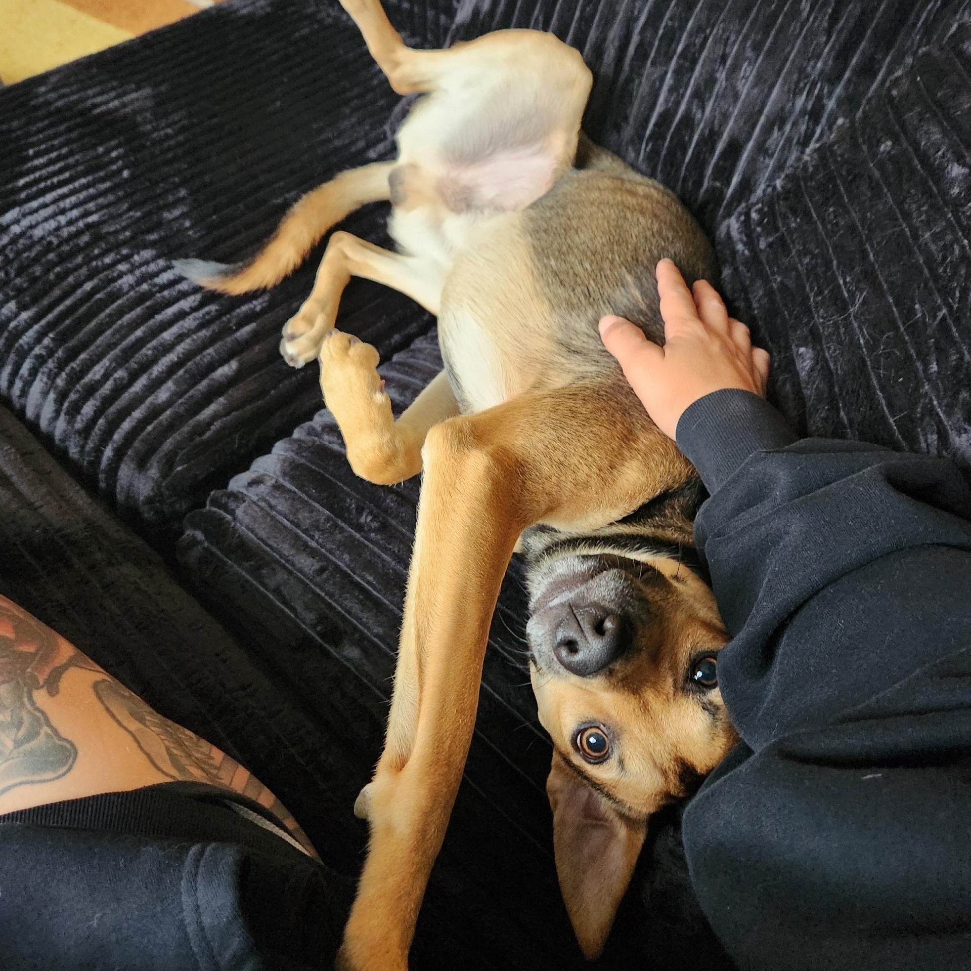 Enlarge Jorge, a Adoptable mixed breed in Toronto, ON image 2/6