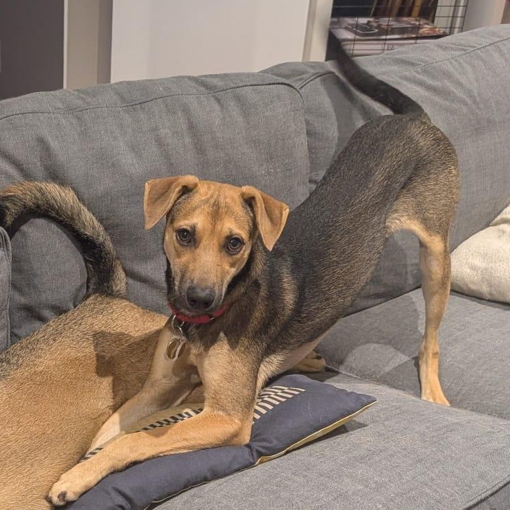 Enlarge Jorge, a Adoptable mixed breed in Toronto, ON image 6/6