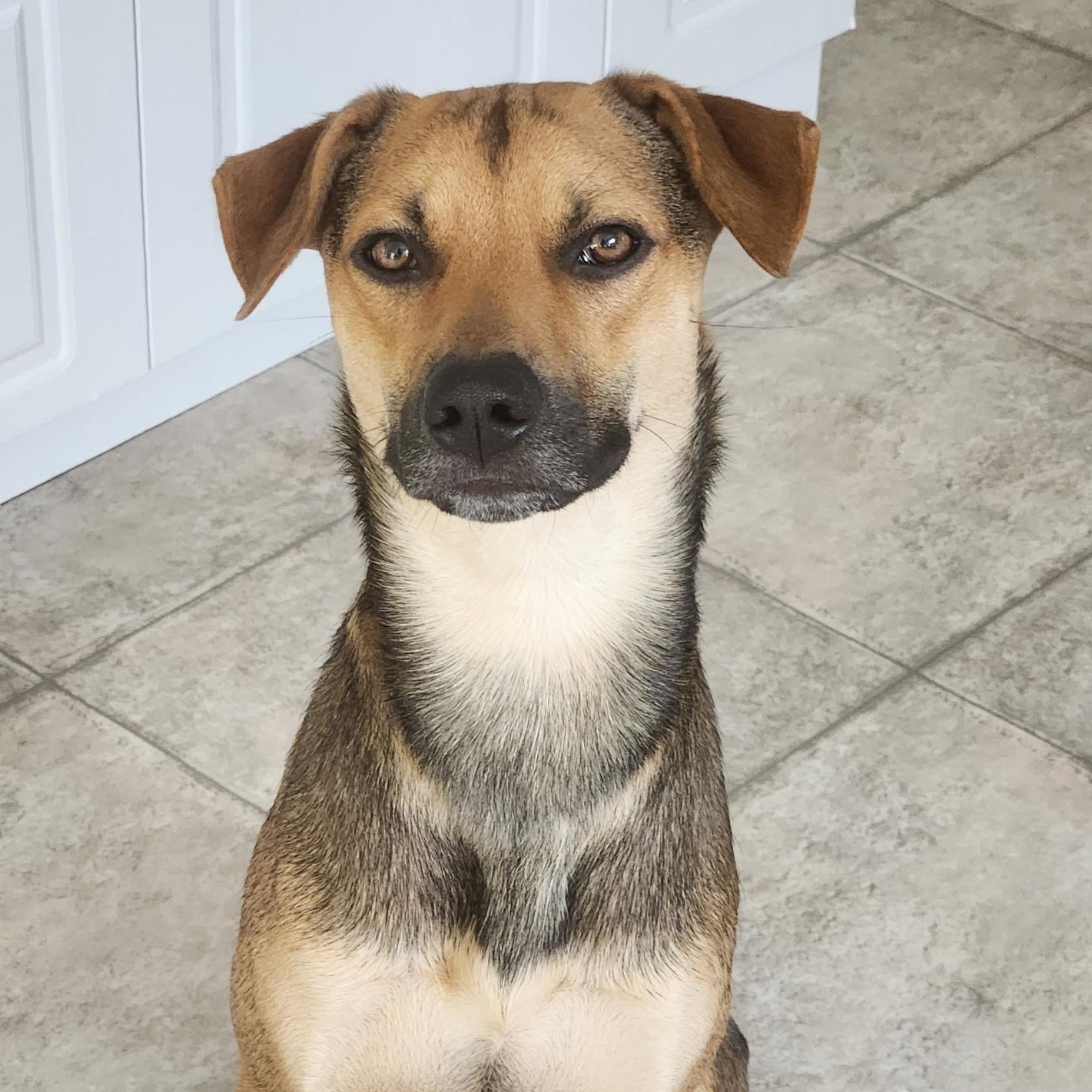 Enlarge Jorge, a Adoptable mixed breed in Toronto, ON image 3/6