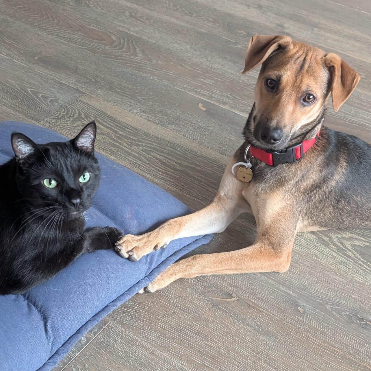 Enlarge Jorge, a Adoptable mixed breed in Toronto, ON image 4/6