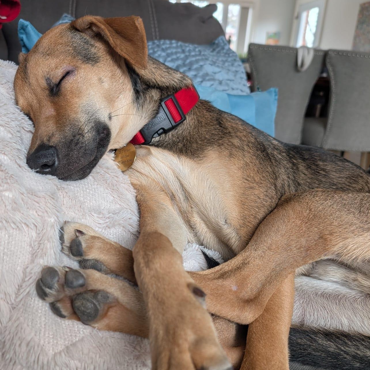 Enlarge Jorge, a Adoptable mixed breed in Toronto, ON image 5/6