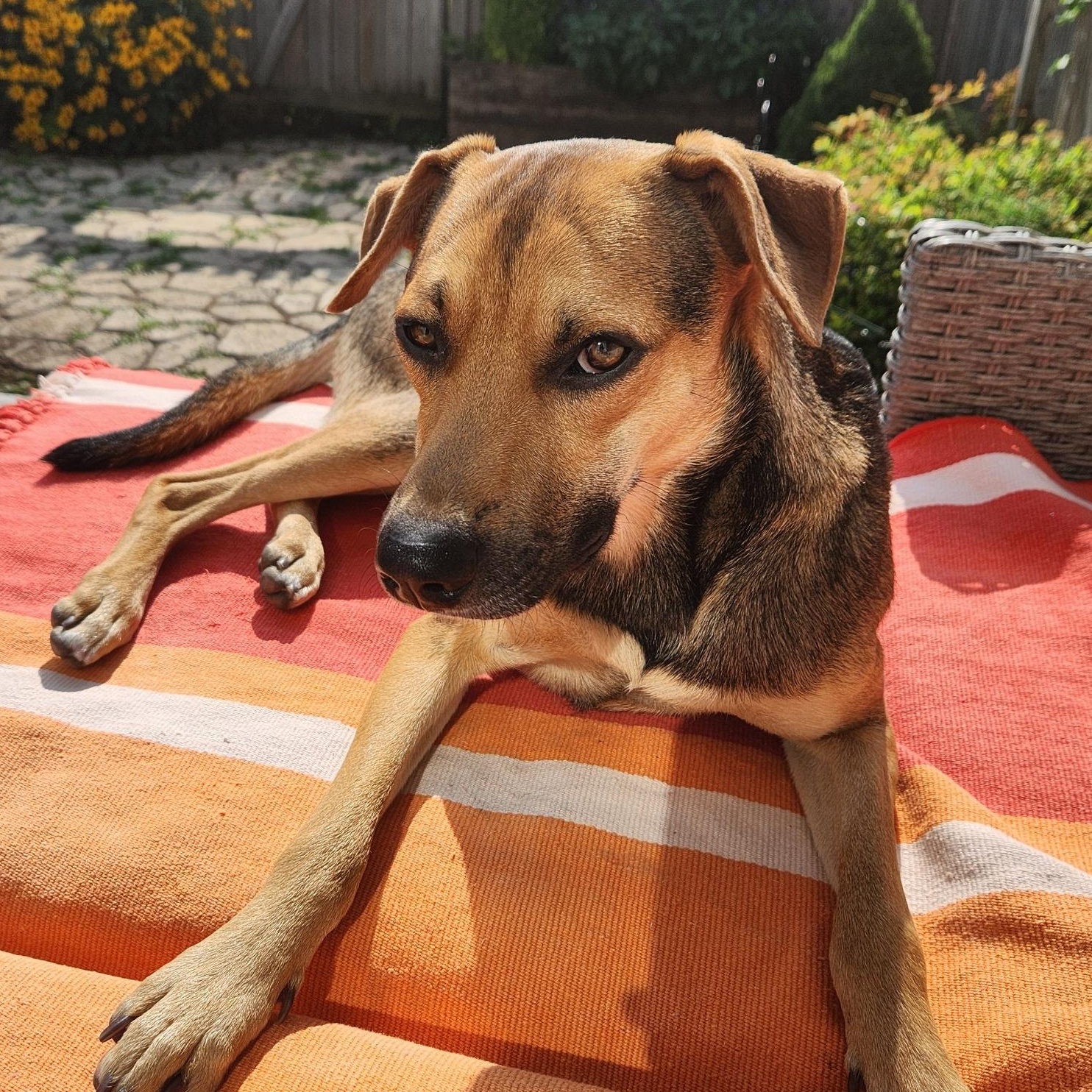 Enlarge Jorge, a Adoptable mixed breed in Toronto, ON image 1/6