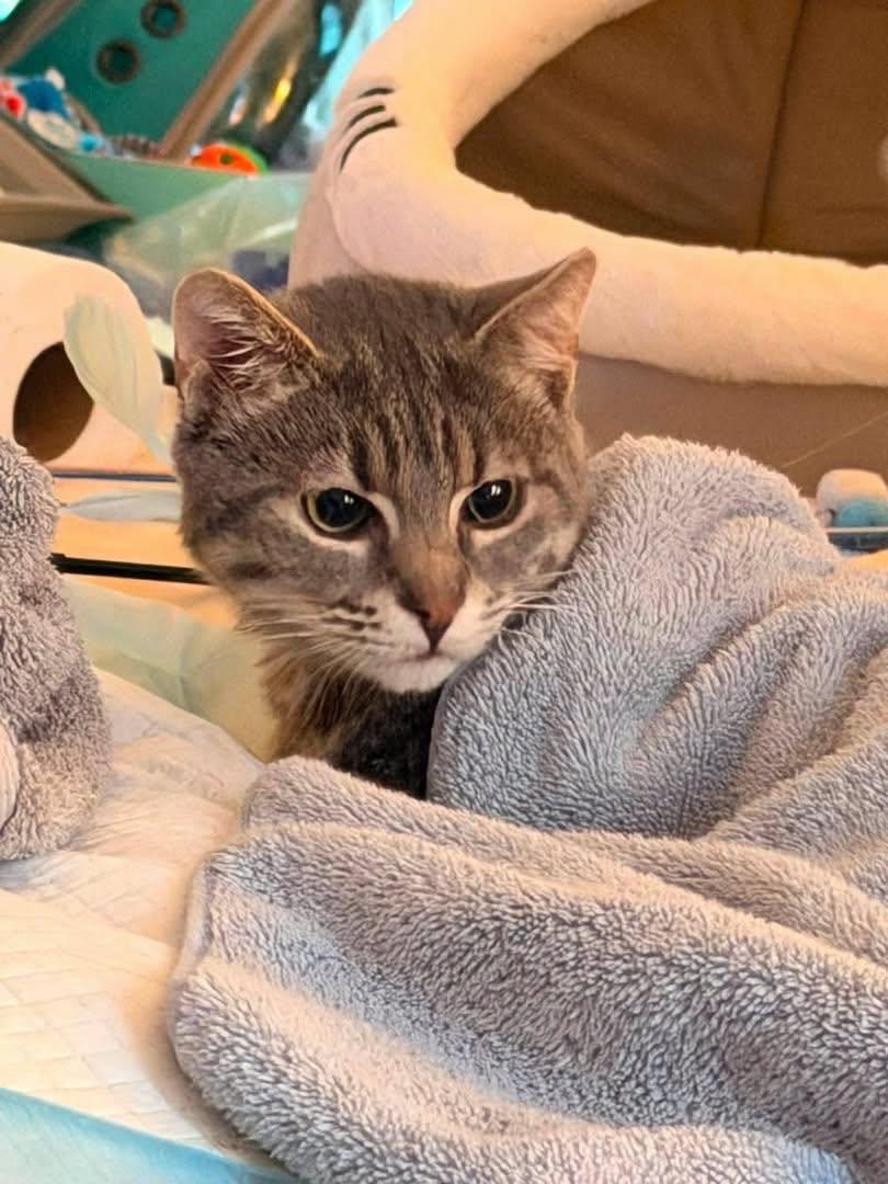 HUXLEY, Adoptable, Young Male Domestic Short Hair.