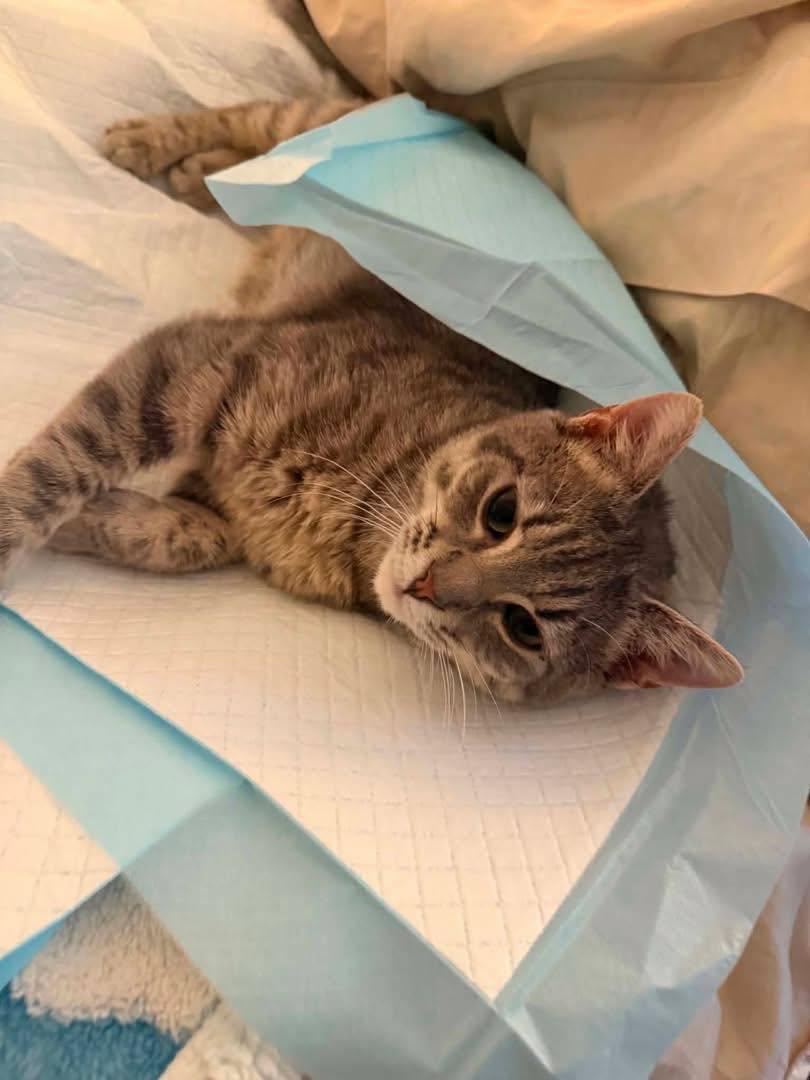 Enlarge HUXLEY, a Adoptable Domestic Short Hair in Holbrook, NY image 2/3