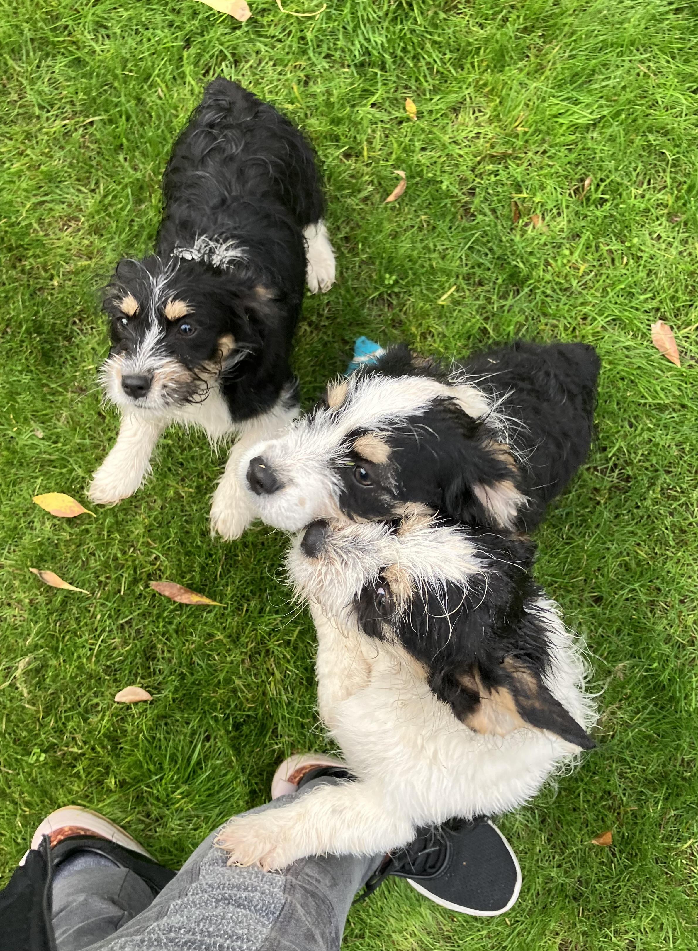 Curly, adopted, Puppy Male Corgi & Terrier.