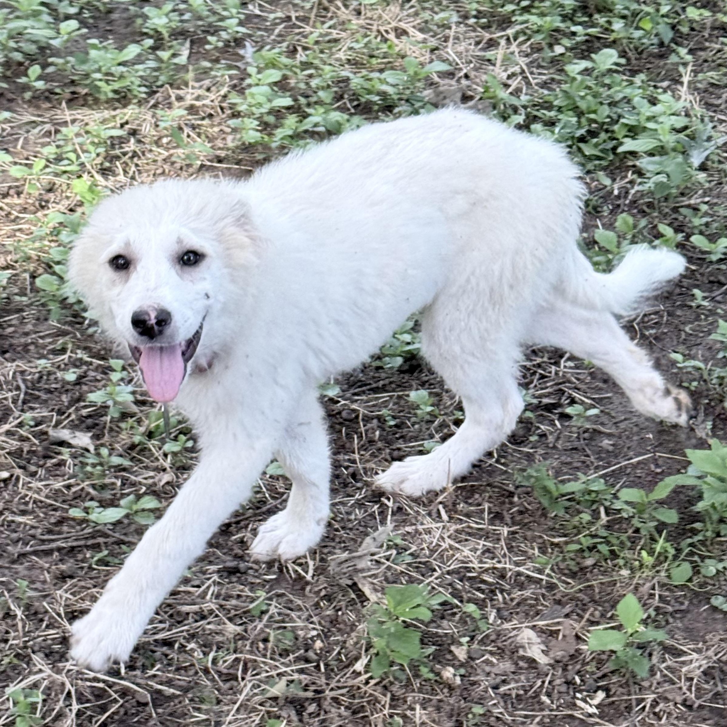 Winifred, Adoptable, Puppy Female Great Pyrenees.