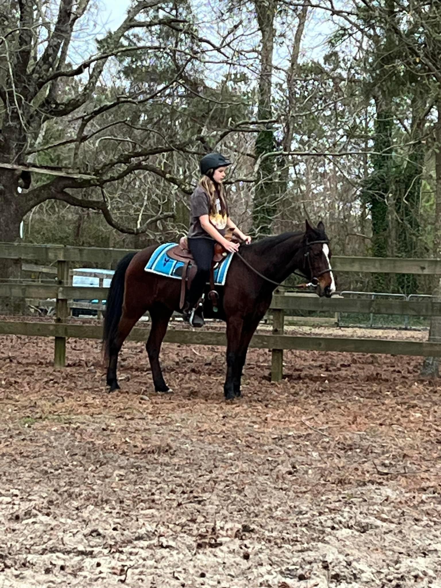 Willow, Adopted, Adult Female Saddlebred & Quarterhorse.