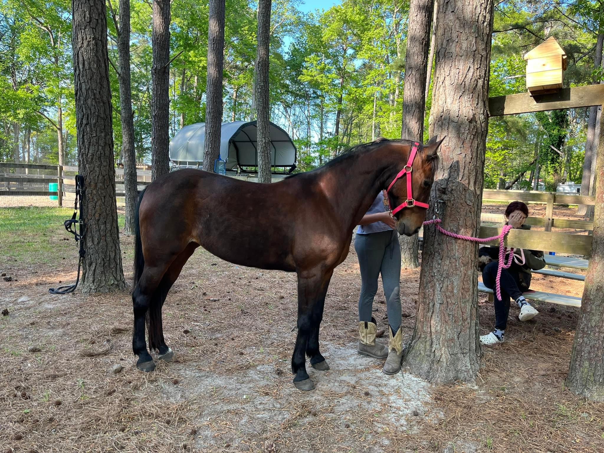 Willow, a Adopted mixed breed in Grandy, NC image 2/3
