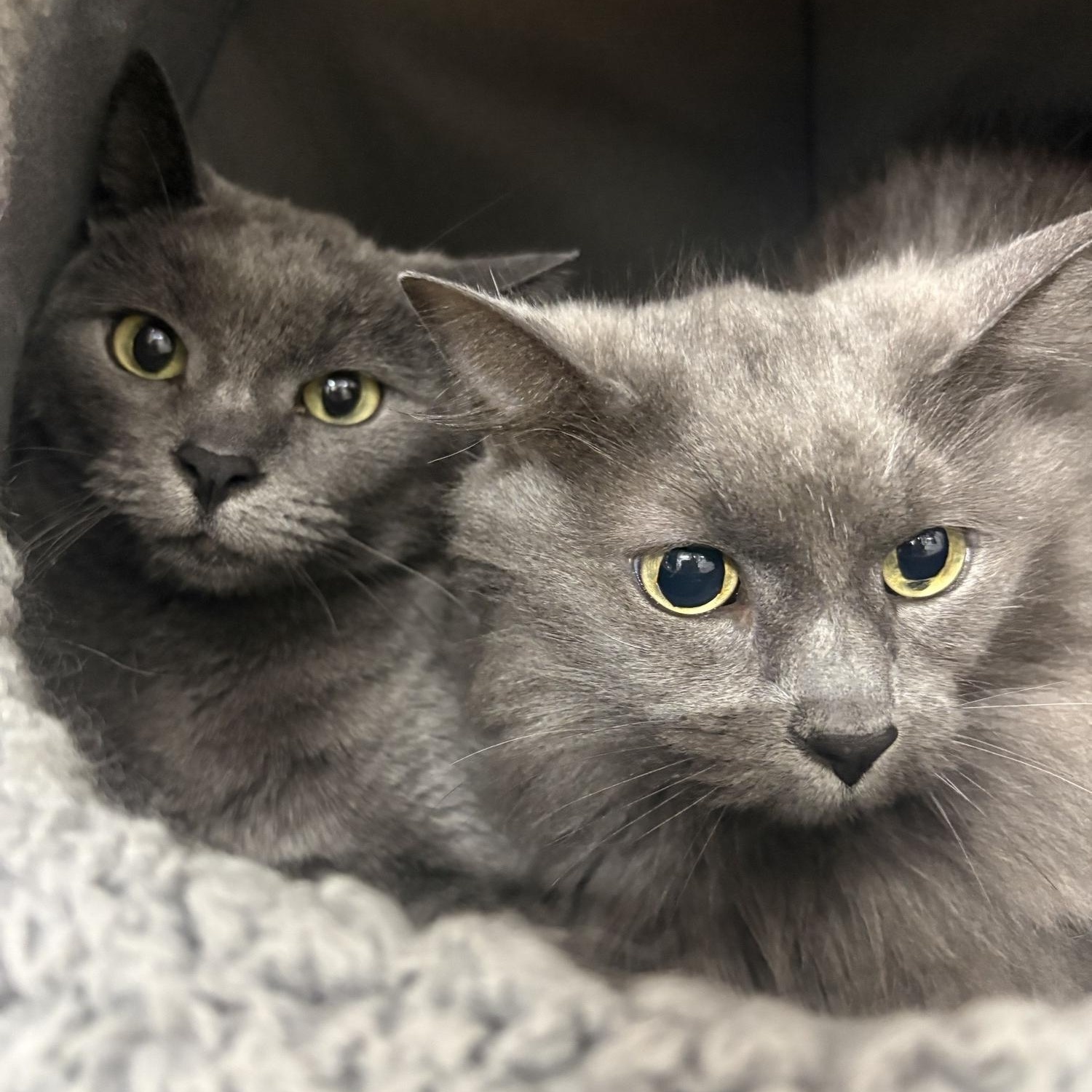 Enlarge Gracie and Layla , a ADOPTABLE Domestic Short Hair in Saint Charles, MO image 1/3