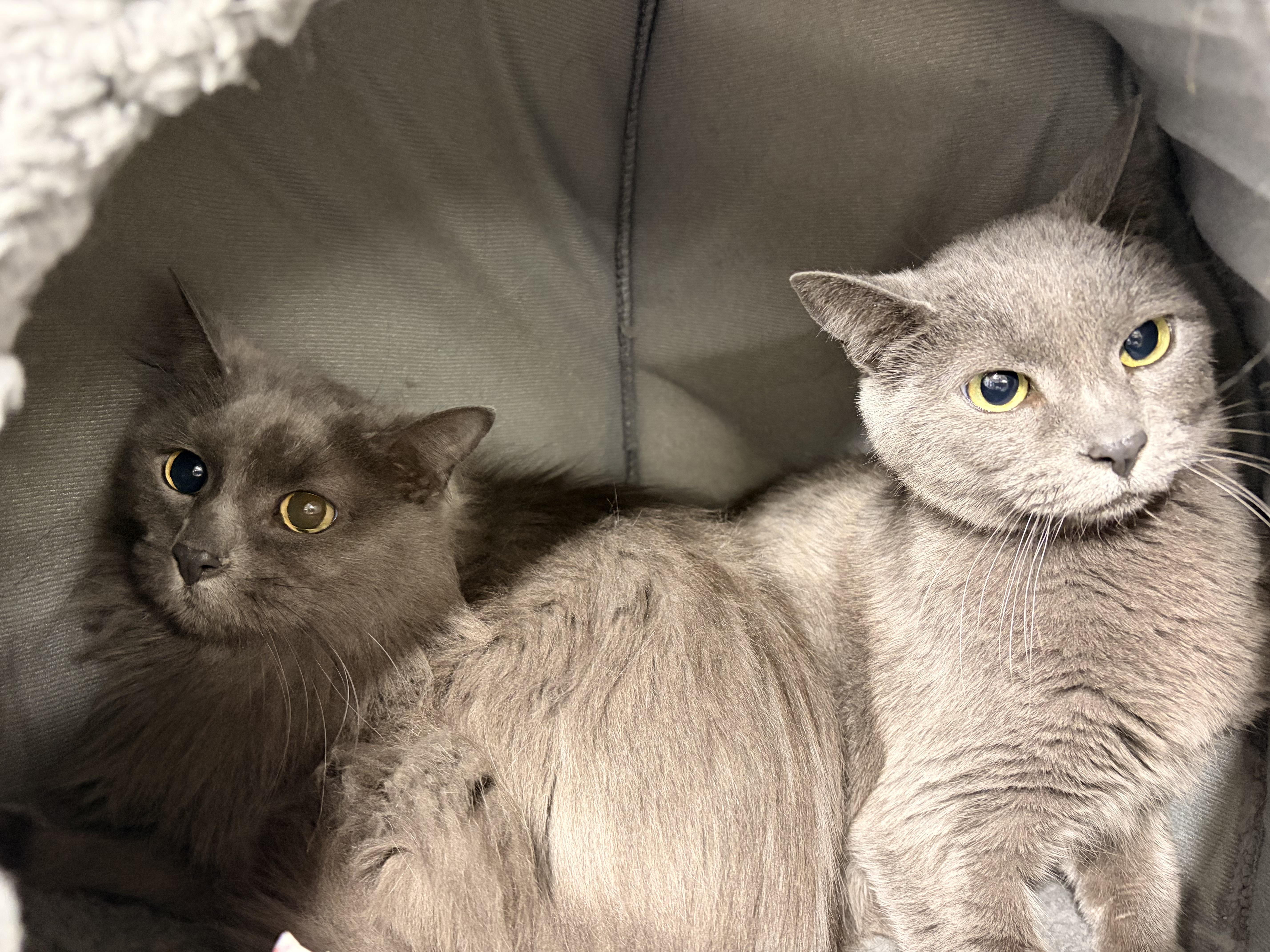 Enlarge Gracie and Layla , a ADOPTABLE Domestic Short Hair in Saint Charles, MO image 1/3