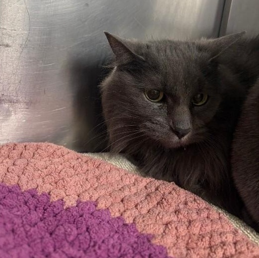 Enlarge Gracie and Layla , a ADOPTABLE Domestic Short Hair in Saint Charles, MO image 3/3