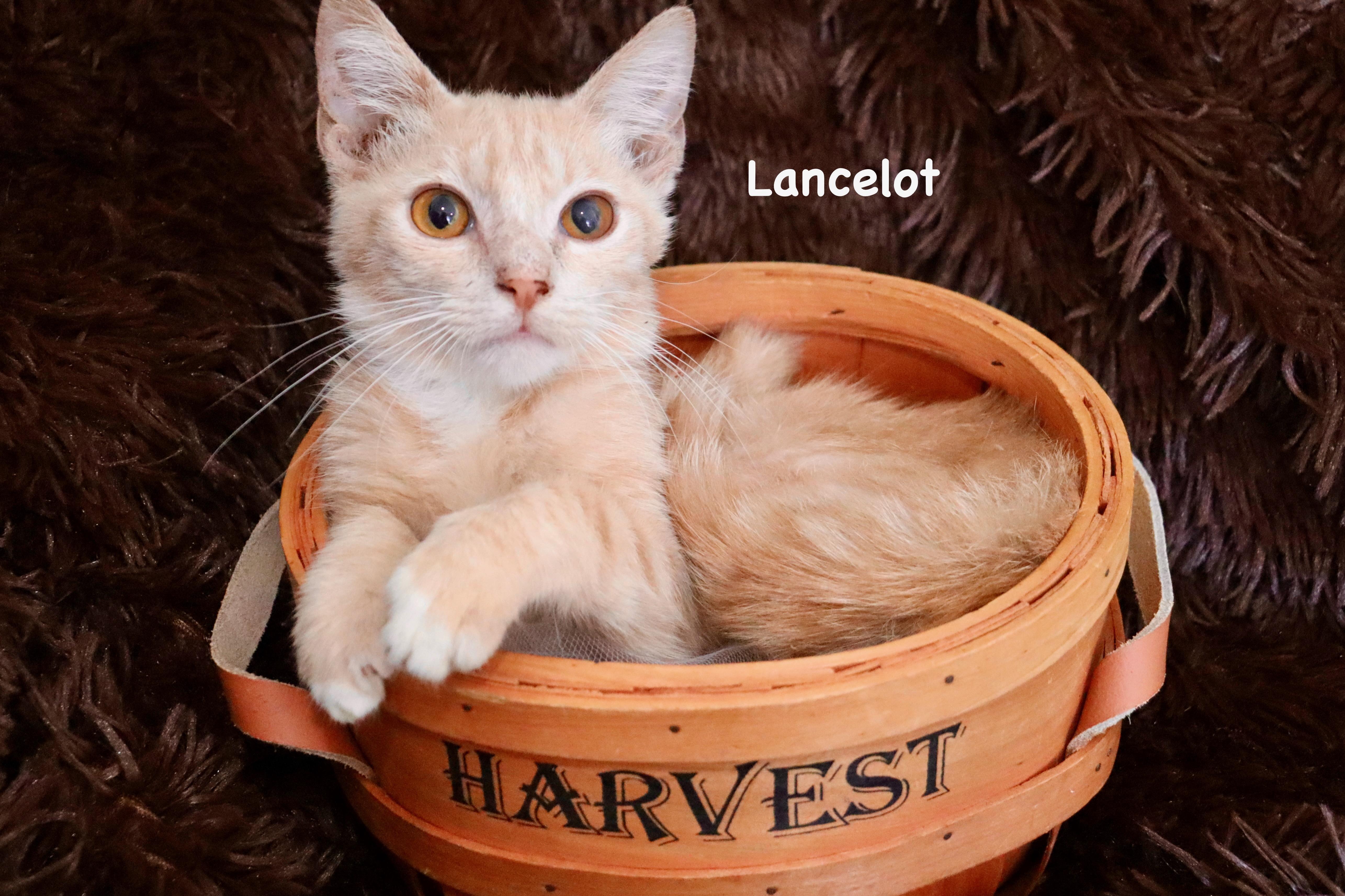 Lancelot