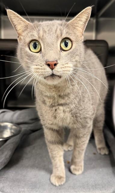 WADE, Adoptable, Adult Male Domestic Short Hair.