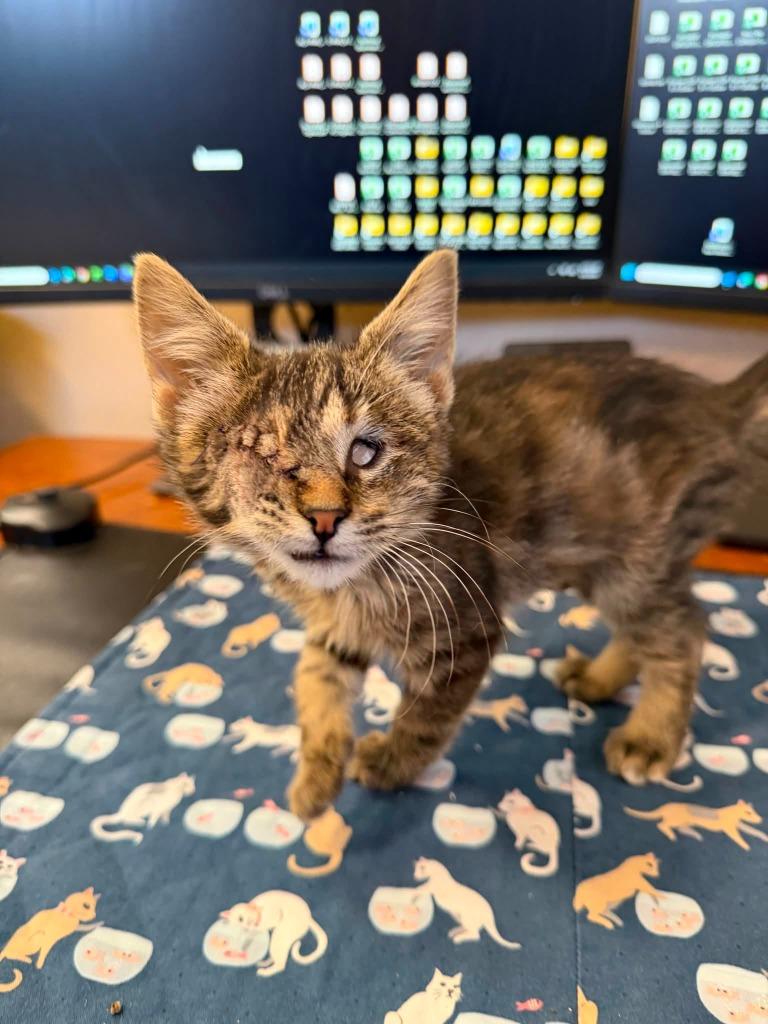 Darry, Adoptable, Kitten Female Domestic Short Hair.