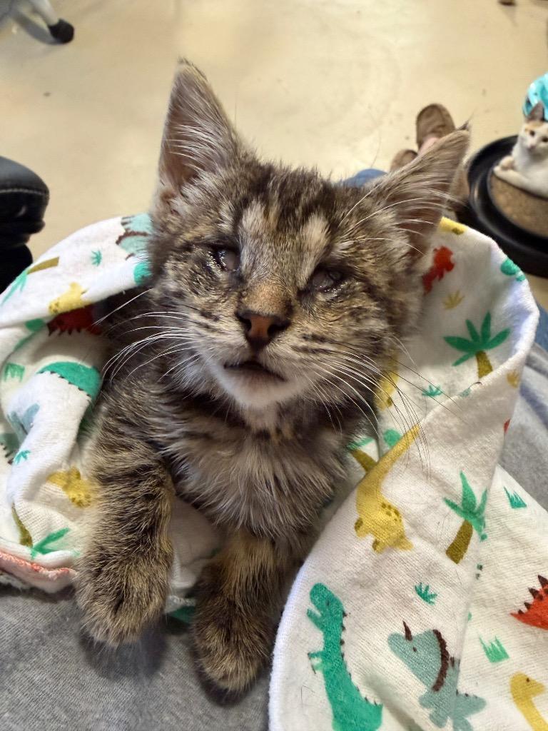 Enlarge Darry, a Adoptable mixed breed in La Verkin, UT image 2/2