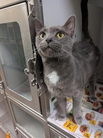 Enlarge Zootle, a Adoptable mixed breed in Louisburg, NC image 1/1
