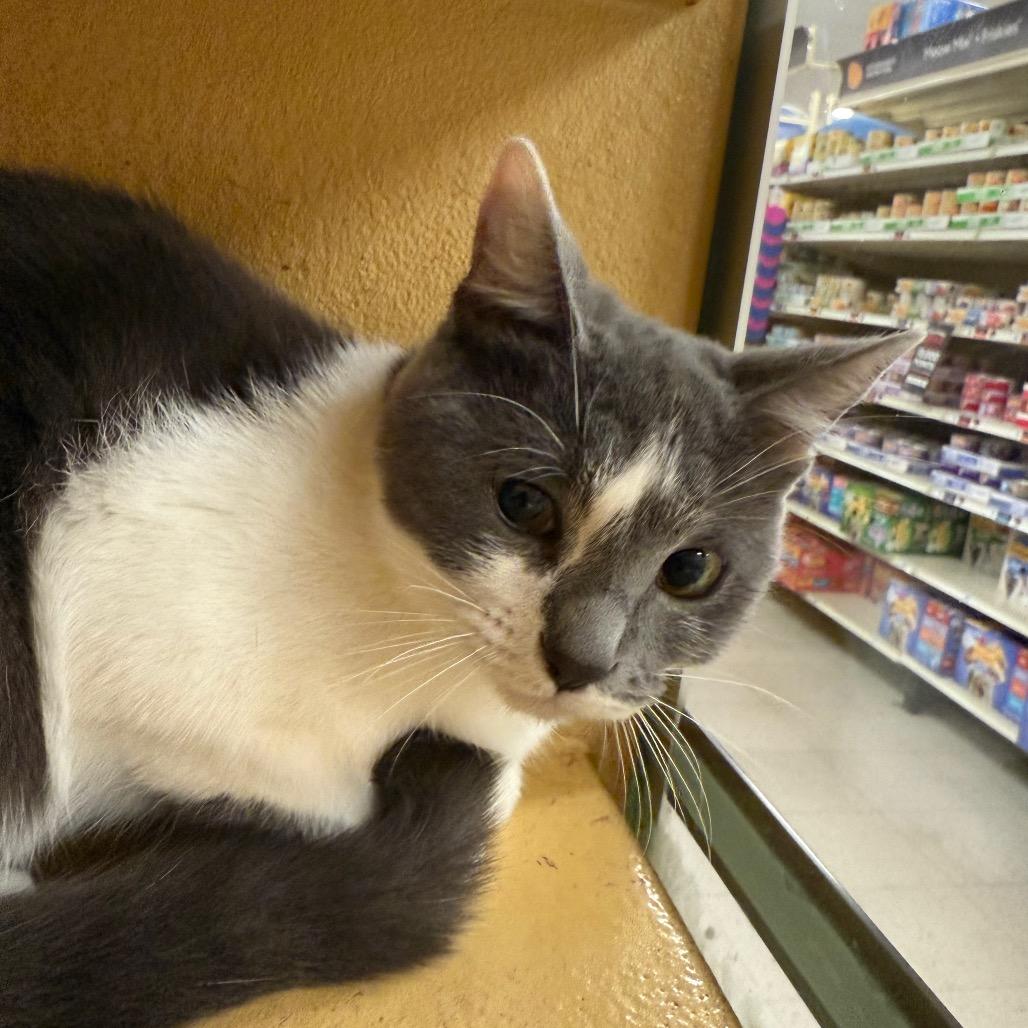 Forrest, Adoptable, Young Female American Shorthair.