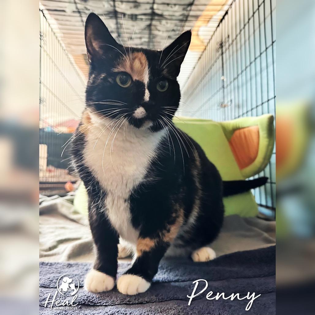 Penny, Adoptable, Young Female Domestic Short Hair.