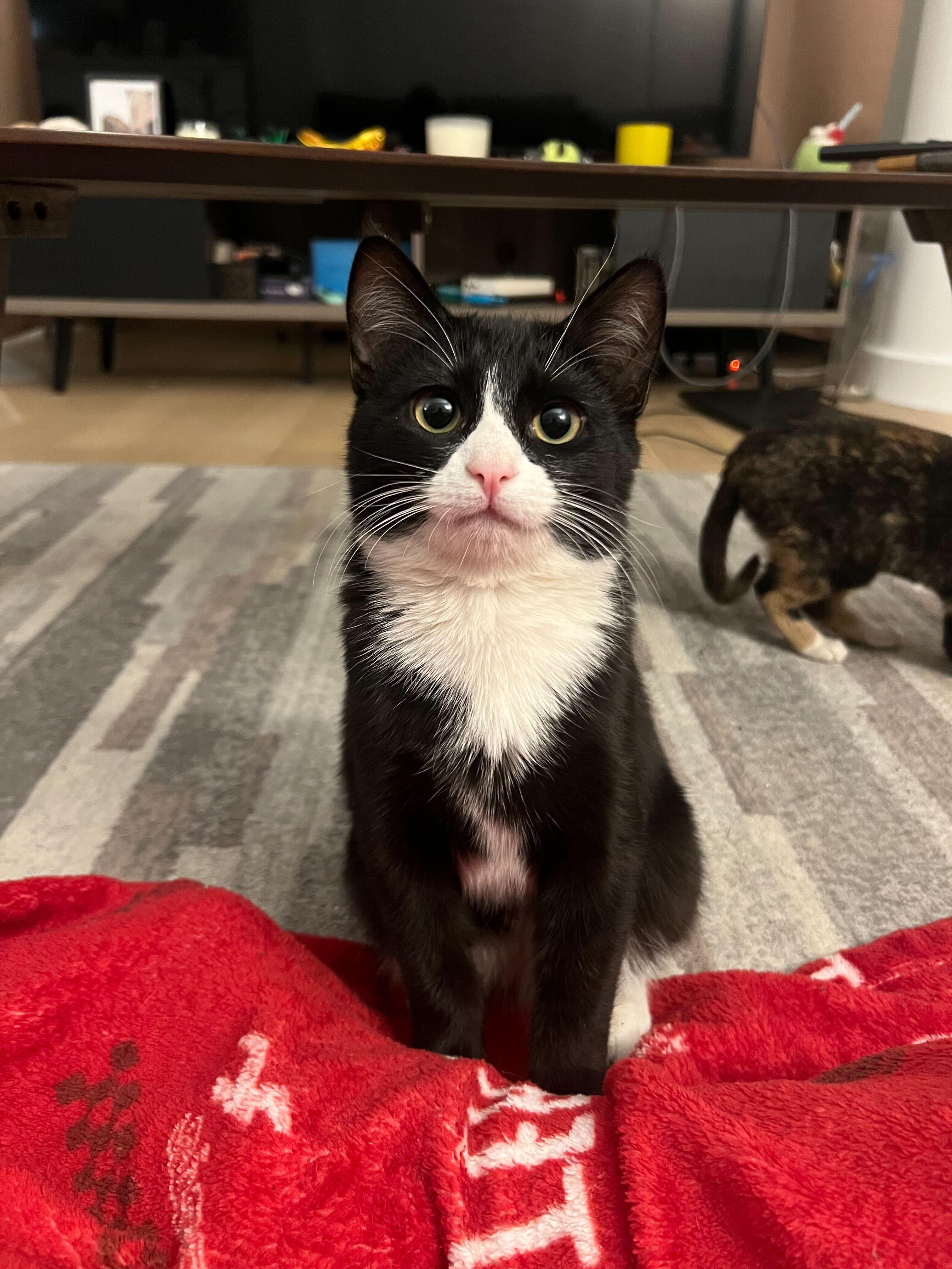 Enlarge Eddie (Bonded to Connie), a ADOPTABLE Domestic Short Hair in Long Island City, NY image 1/2