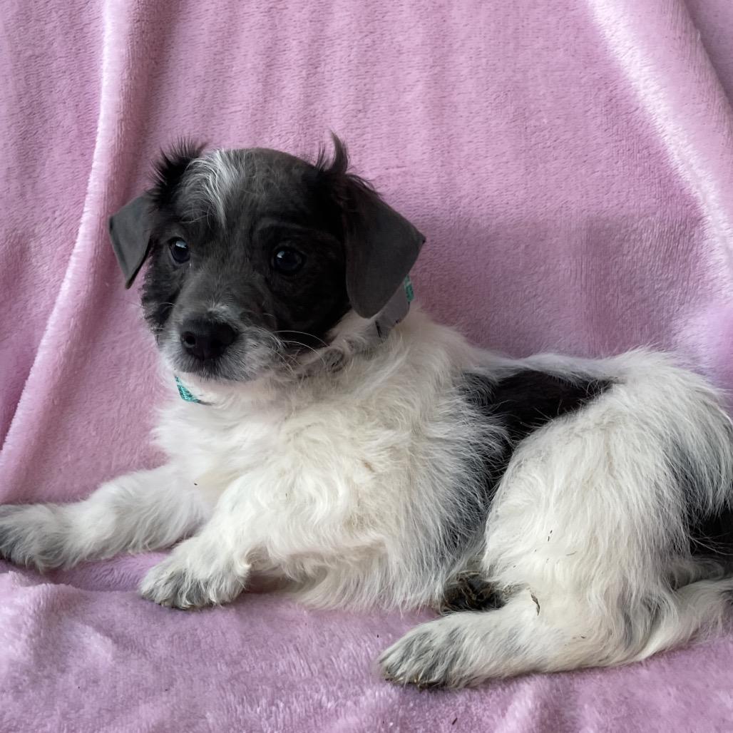 Milo, Adoptable, Puppy Male Shih Tzu & Terrier.