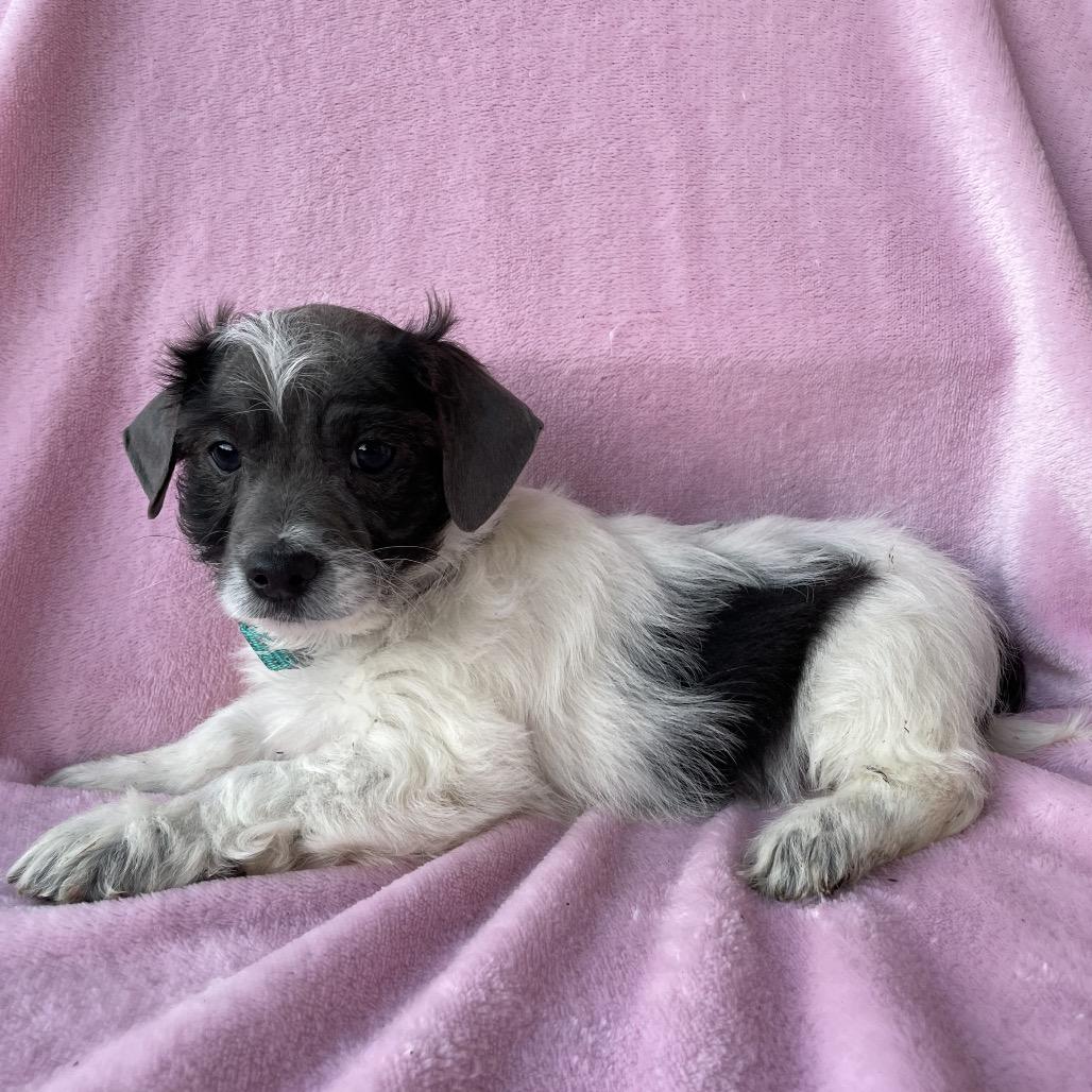 Enlarge Milo, a Adoptable mixed breed in Tucson, AZ image 2/2