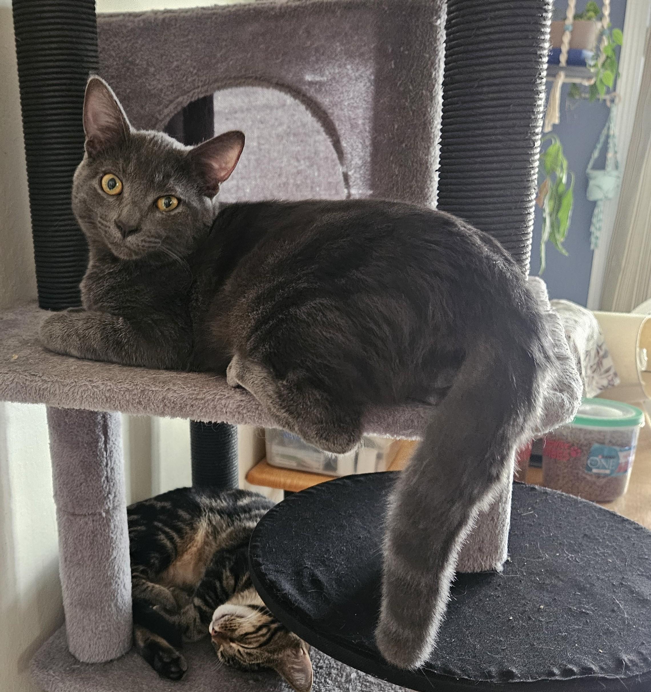 Rocky, a Adoptable mixed breed in Vacaville, CA image 2/4