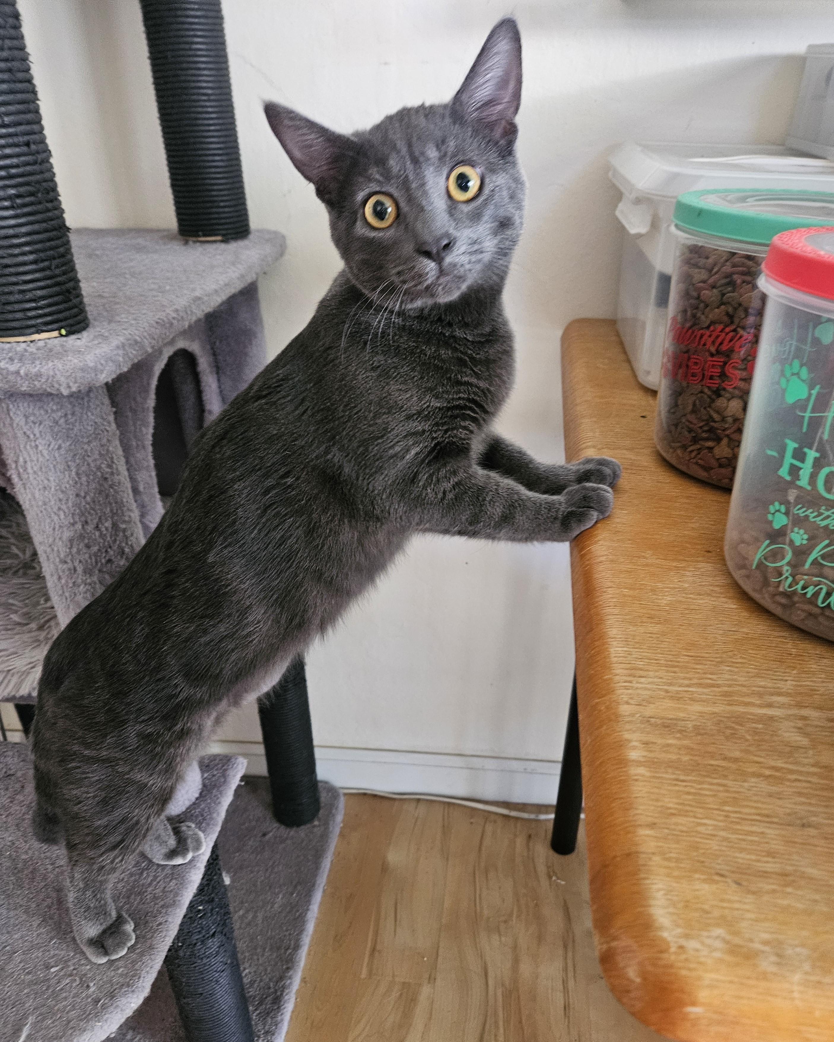 Rocky, a Adoptable mixed breed in Vacaville, CA image 3/4