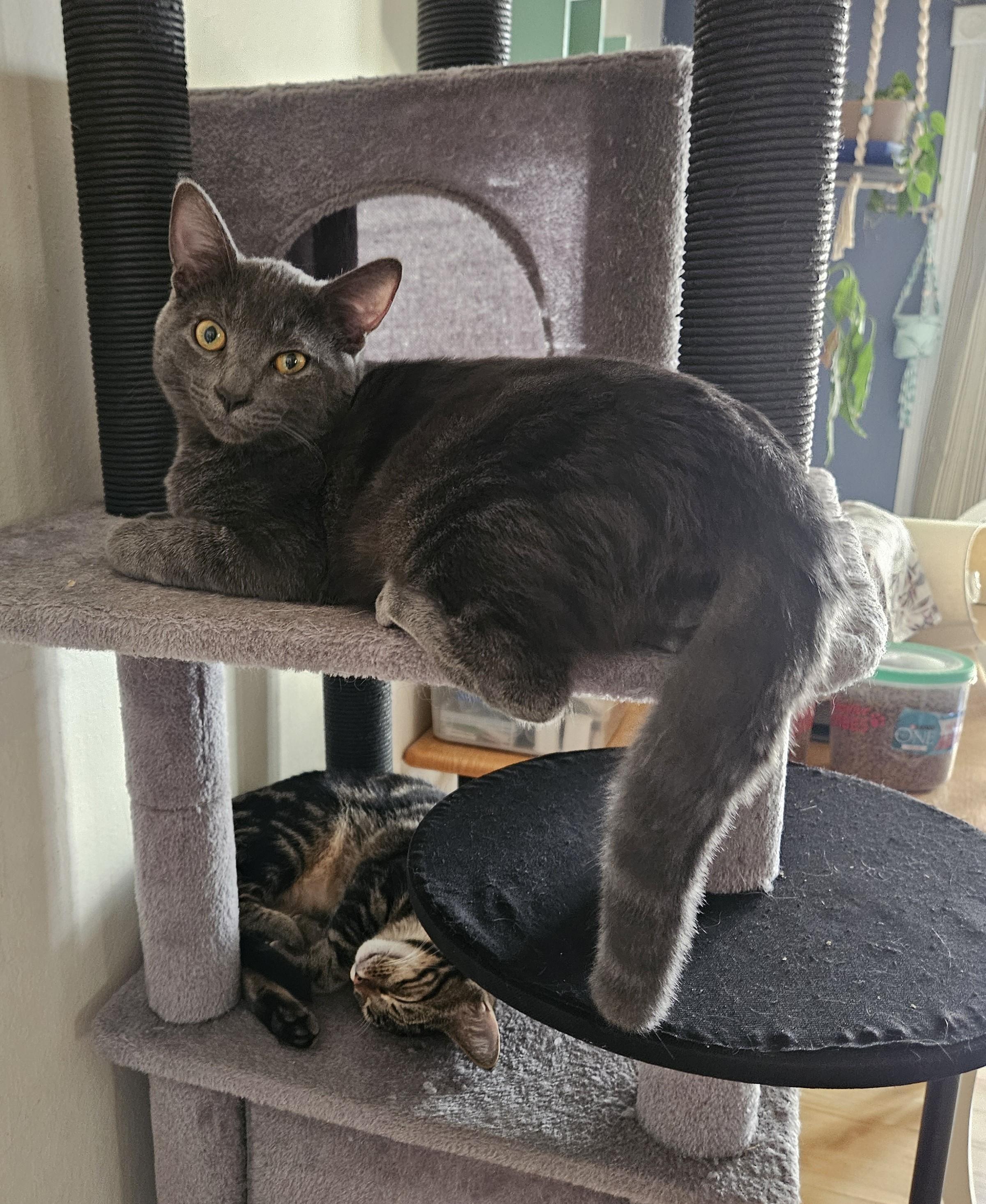 Rocky, a Adoptable mixed breed in Vacaville, CA image 4/4