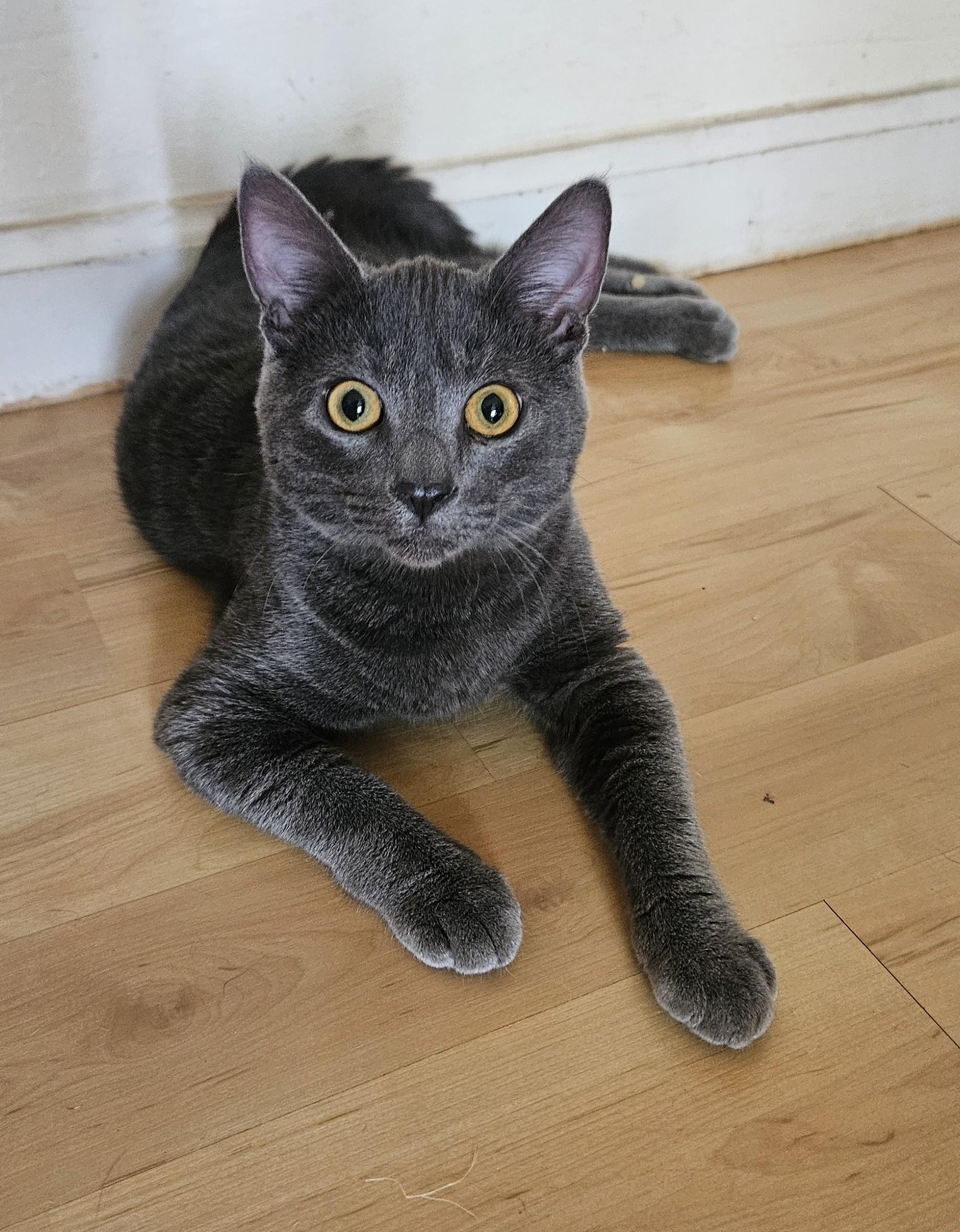 Rocky, Adoptable, Young Male Russian Blue & Tabby.