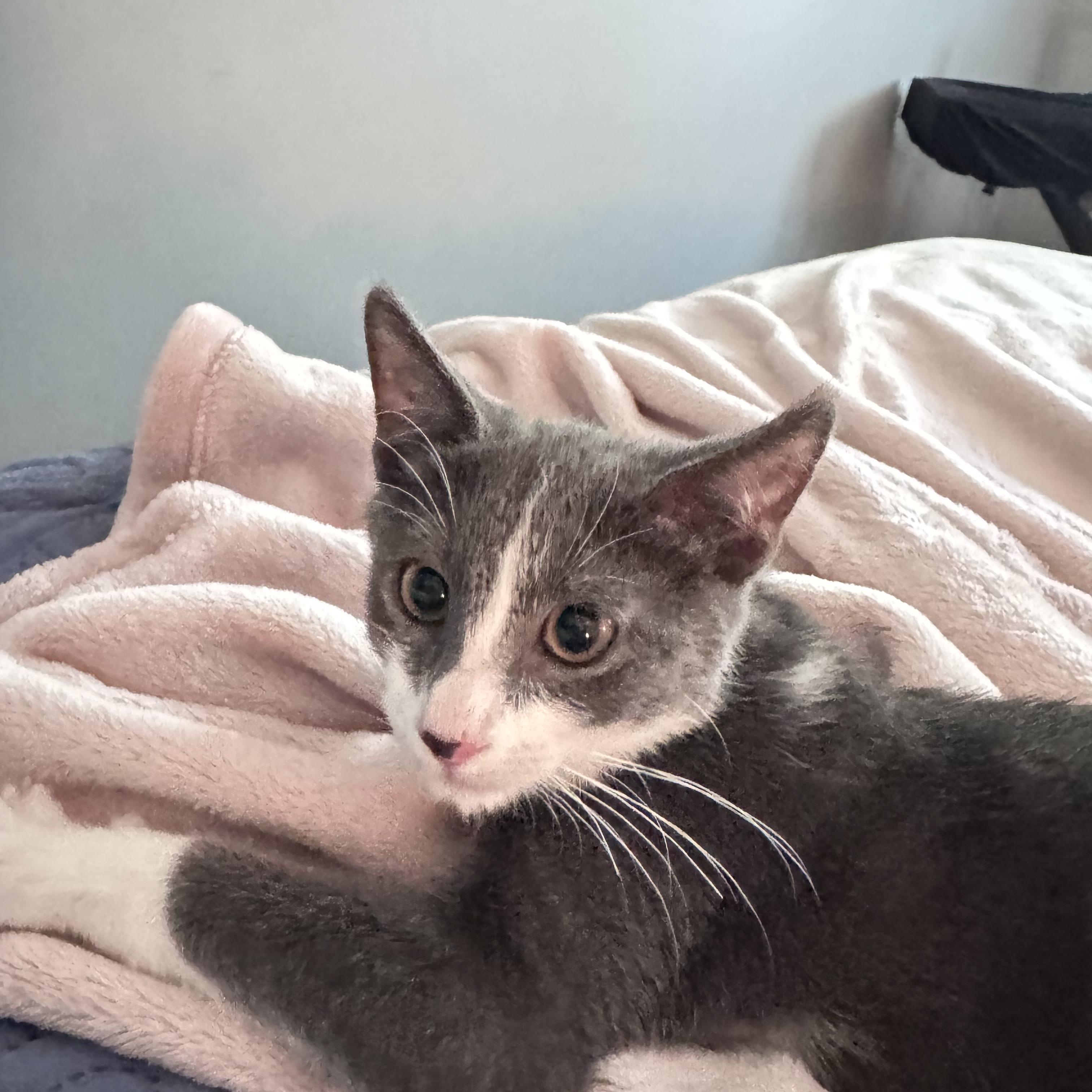 Leo and Spencer, Adoptable, Young Male Domestic Short Hair.