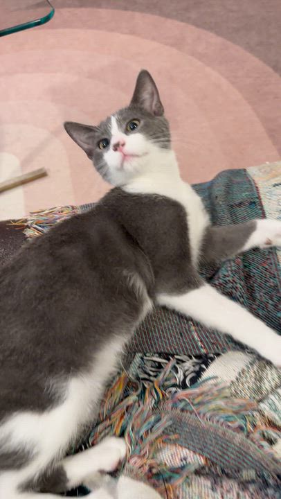 Enlarge Leo and Spencer, a Adoptable Domestic Short Hair in Atlanta, GA video 4/5