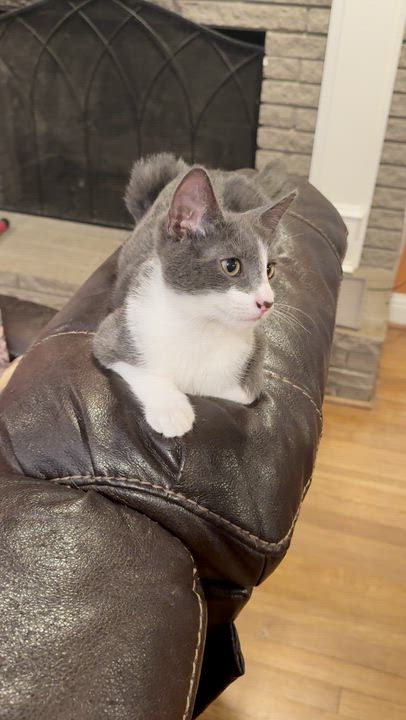 Enlarge Leo and Spencer, a Adoptable Domestic Short Hair in Atlanta, GA video 5/5