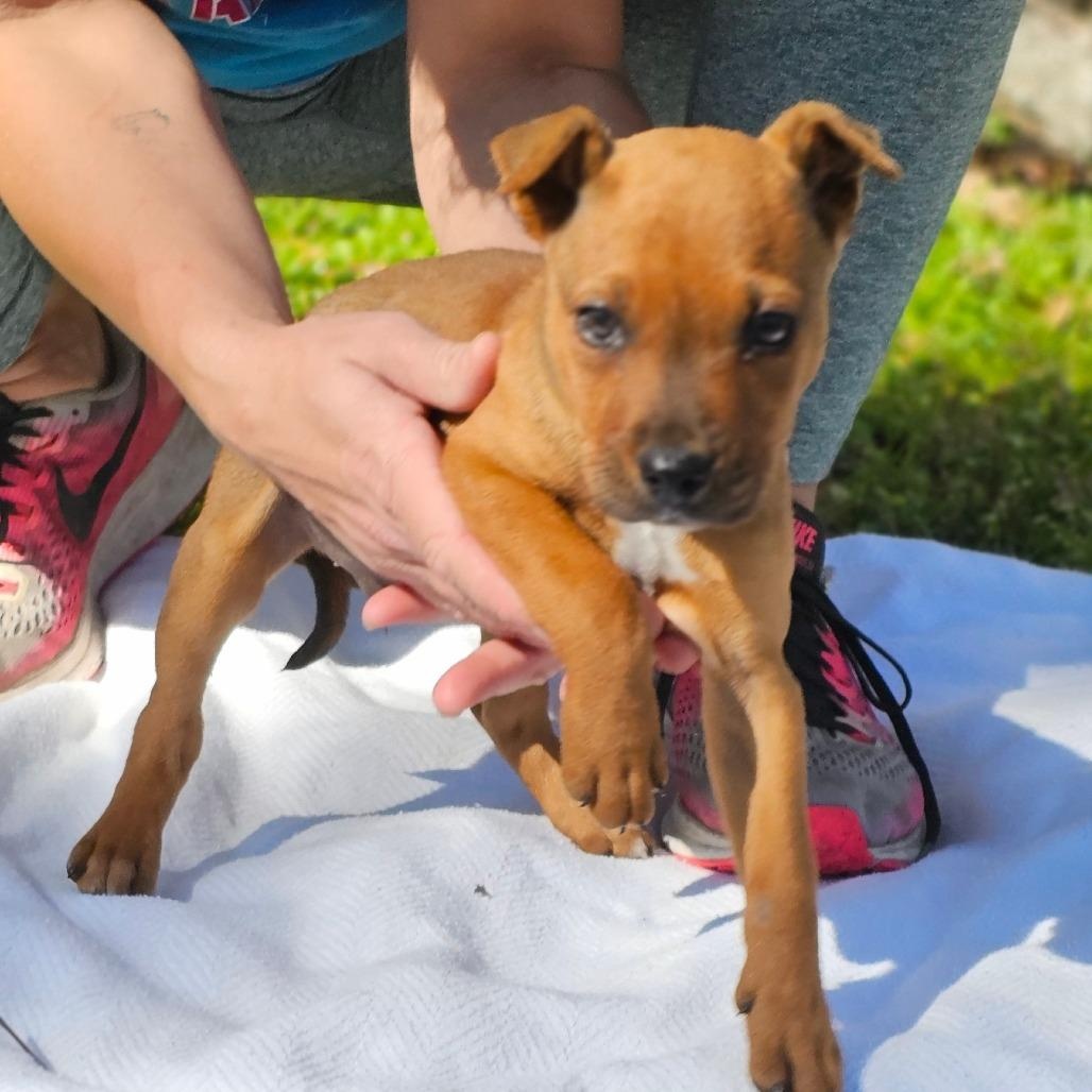 Archie — thumbnail 2