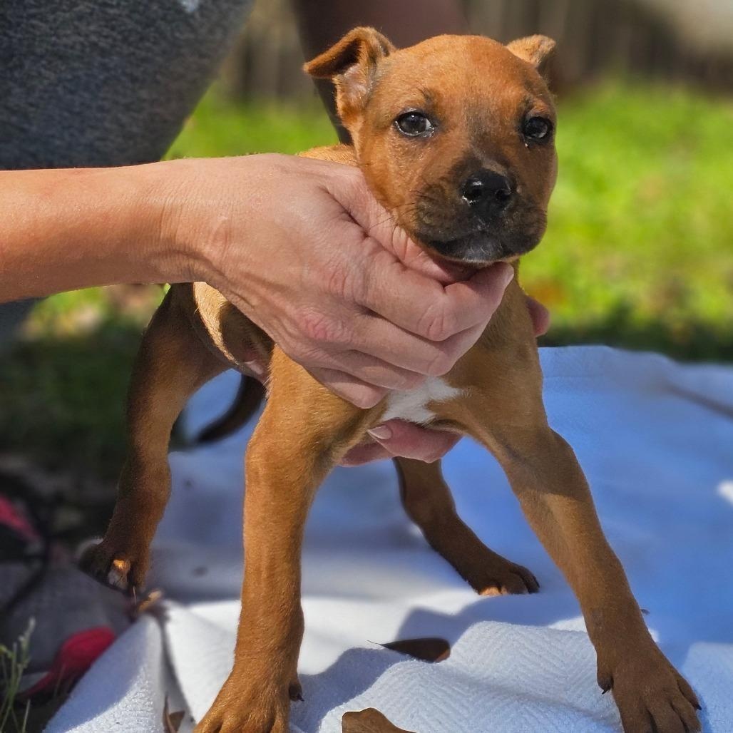 Archie — thumbnail 3