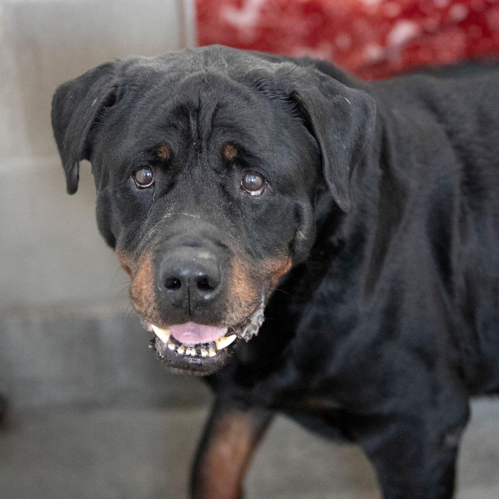 Rocky (F26-24), Adoptable, Senior Male Rottweiler.