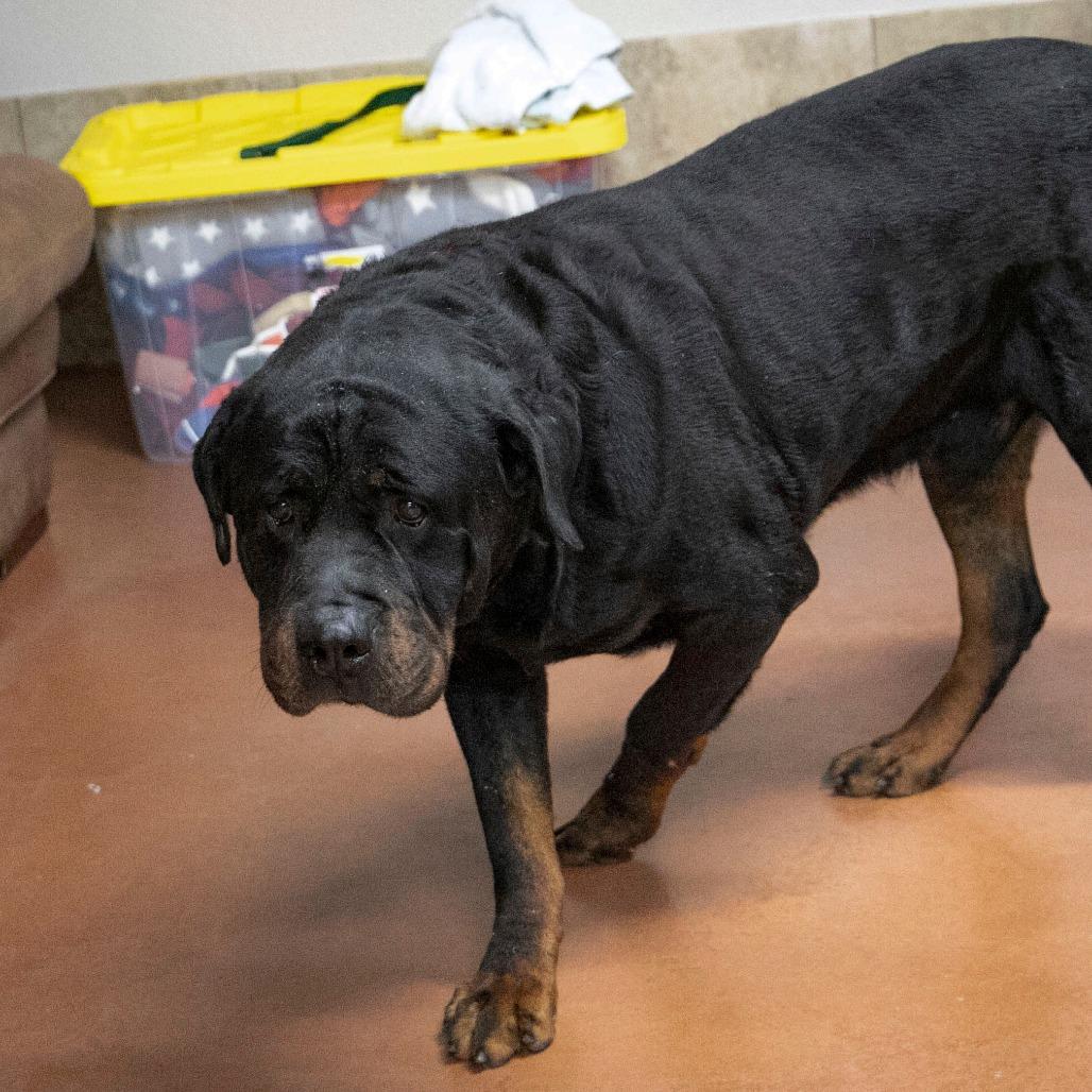Enlarge Rocky (F26-24), a Adoptable Rottweiler in Peyton, CO image 2/6