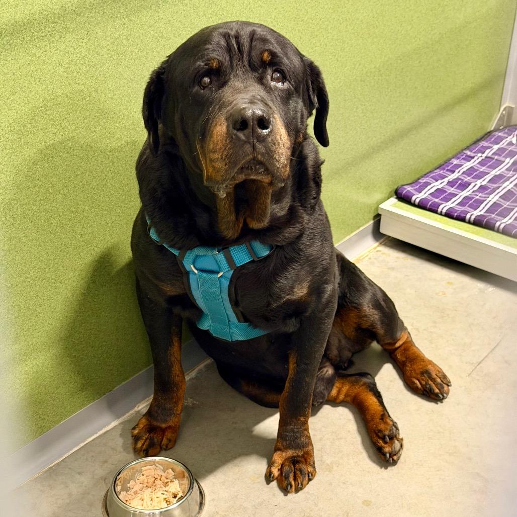 Enlarge Rocky (F26-24), a Adoptable Rottweiler in Peyton, CO image 3/6
