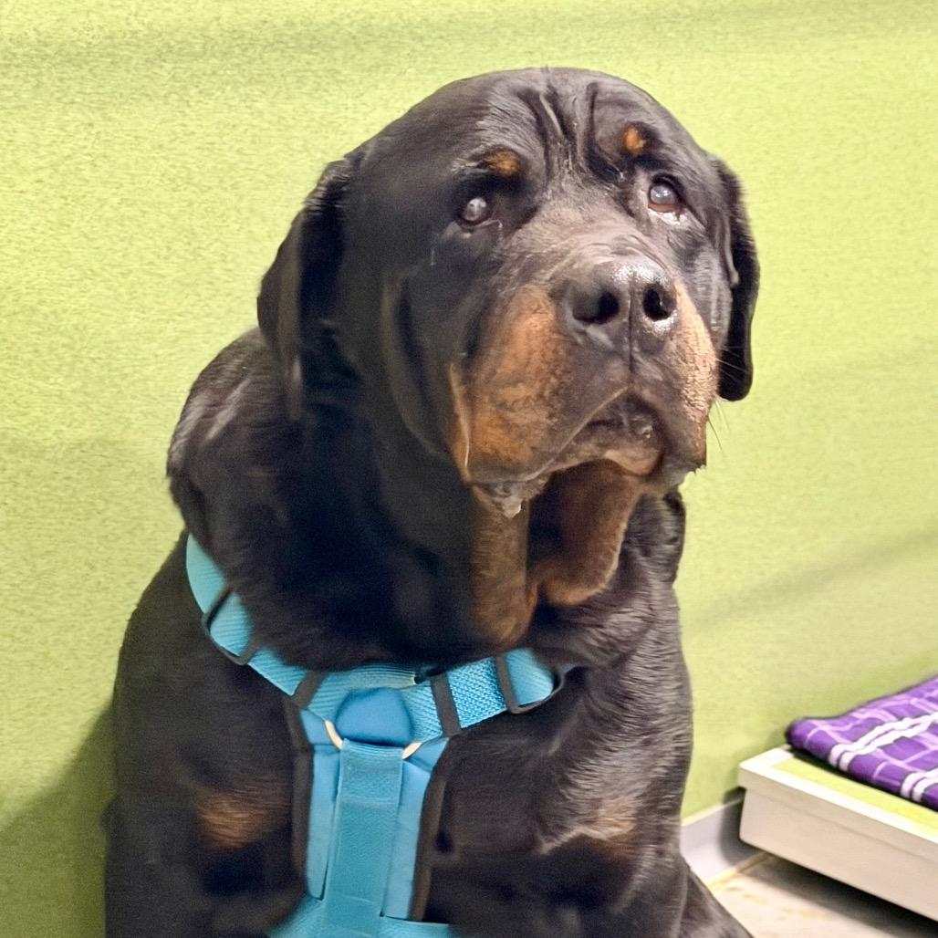 Enlarge Rocky (F26-24), a Adoptable Rottweiler in Peyton, CO image 4/6