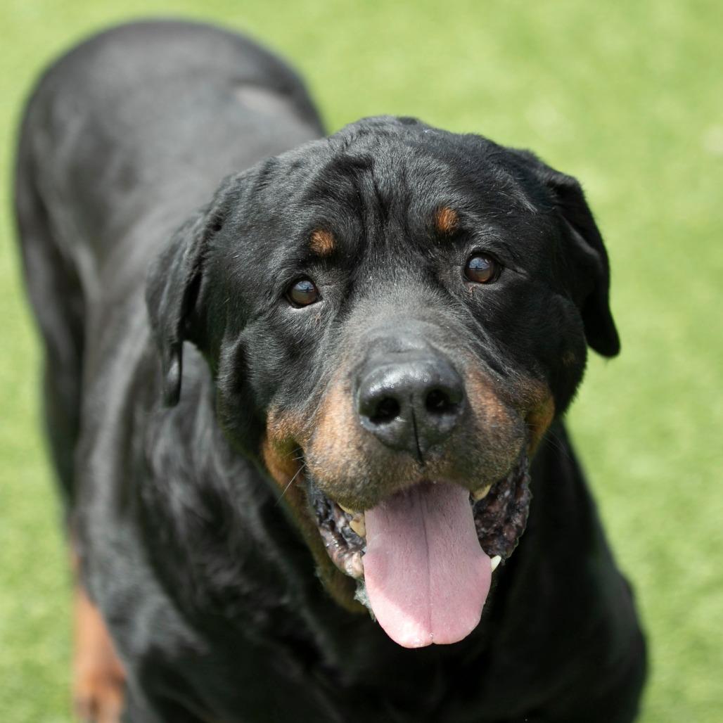 Enlarge Rocky (F26-24), a Adoptable Rottweiler in Peyton, CO image 5/6